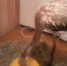 87756a1e517933fc231a4e5894954096_thumb_main - Sibnovosti.ru
