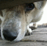 _______thumb_main - Sibnovosti.ru
