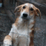 374_thumb_main - Sibnovosti.ru