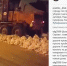 Мэр Красноярска  Сергей Ерёмин отчитывается о работе служб через  Instagram - Столица 24