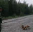 В Красноярском крае на трассе нашли двух голодных лисят - 1-LINE