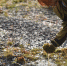 ___thumb_main - Sibnovosti.ru