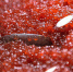 ____thumb_main - Sibnovosti.ru
