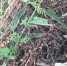 Администрация сельсовета в Бирилюсском районе привлечена к административной ответственности за непринятие мер по борьбе с карантинным сорным растением - Россельхознадзор