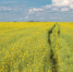 Opera________2021-08-24_083923_mail.google.com_thumb_main - Sibnovosti.ru