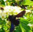 ______________2022-08-05_133514_thumb_main - Sibnovosti.ru