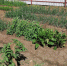 Photo_2022-08-10_11-57-12_thumb_main - Sibnovosti.ru