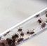 ______________thumb_main - Sibnovosti.ru