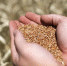 ______________2022-10-05_114554_thumb_main - Sibnovosti.ru