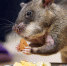 Rian_6103024.lr.ru_thumb_main - Sibnovosti.ru