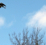 _______________thumb_main - Sibnovosti.ru