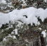 На неделе погода в Красноярском крае и Хакасии будет тёплой, пасмурной и снежной - ИА Запад24