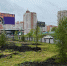 Мэрия: в Красноярске каждый день высаживают минимум 100 деревьев - Newslab.Ru