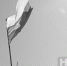 w flag rf traur - НИА