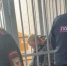 Подозреваемого в убийстве 17-летней девушки в свинарнике отправили в СИЗО на два месяца. Фото: прокуратура Красноярского края - Седьмой канал