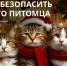 «Фейерверки — это стресс-фактор»: красноярские ветеринары рассказали как уберечь питомцев в период новогодних праздников. Фото: 7 канал Красноярск - Седьмой канал