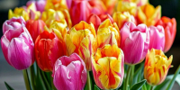 С праздником 8 Марта! - Юстиция