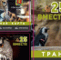 Фото: тг-канал "Окно в культуру" - НИА