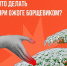 Красноярцам напомнили действия при ожоге борщевиком - Newslab.Ru