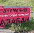 В Красноярске будут судить владелицу агрессивного алабая - Комсомольская Правда