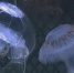 Источник фото:New-Science.ru - НИА