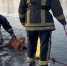 В Минусинске спасатели МЧС несколько часов вытаскивали собаку из Енисея. Фото, видео: МЧС Красноярского края - Седьмой канал