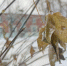 Последняя неделя ноября ознаменуется в Красноярском крае температурными качелями - ИА Запад24
