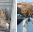 В Ачинске полицейские помогли раненой косуле на заброшенной стройке. Фото: МВД 24 - Седьмой канал