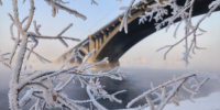 Фото предоставлено Енисейским филиалом СГК - НИА