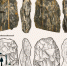 Находка в Красноярском крае может перевернуть историю - 1-LINE