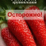 Красноярских дачников обманывают с помощью нейросетей - 1-LINE