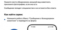 На портале госуслуг жители Красноярского края могут сообщить о безнадзорном животном - Министерство природных ресурсов и лесного комплекса