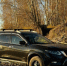 На Алтае продают Nissan X-Trail с богатой историей и без аварий - 1-LINE