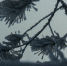 Снег решил вернуться в Красноярск посреди апреля. Фото: JN Photos - Седьмой канал